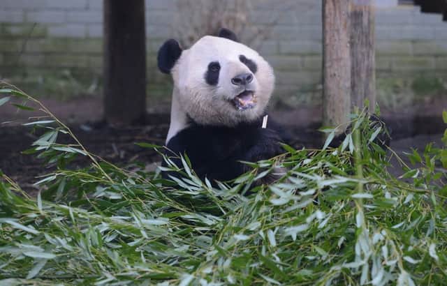 Yang Guang has to eat up to 50lb of bamboo every day to keep in shape. Picture: Neil Hanna