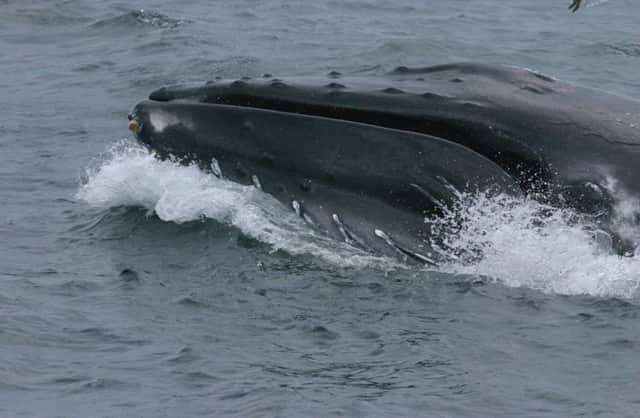Humpback whales are an uncommon sight in Scotland but the latest visitor is the fifth seen off the west coast in the past month. Picture: HWDT