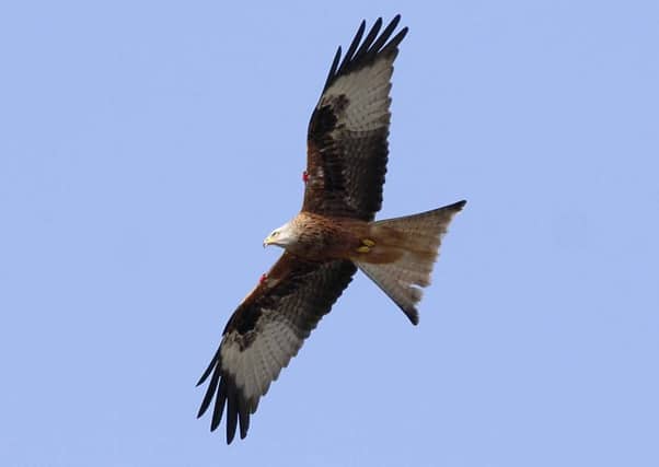 RSPB Scotland are involved in a major campaign to defend the Nature Directives. Picture: Ian Rutherford