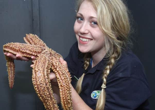 Farrah Minchin from the Loch Lomond Sea Life centre holds the giant spiny starfish. Picture: Saltire News & Sport