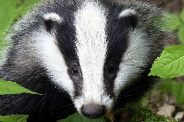 The SPCA are appealing for anyone with information to come forward. Picture: Contributed