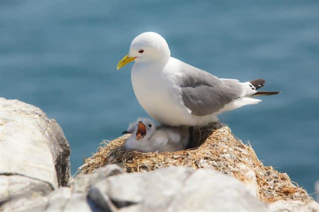 Numbers of black-legged kittiwakes have plunged by 77 per cent since the 1980s. Factors including climate change are blamed. Picture: RSPB