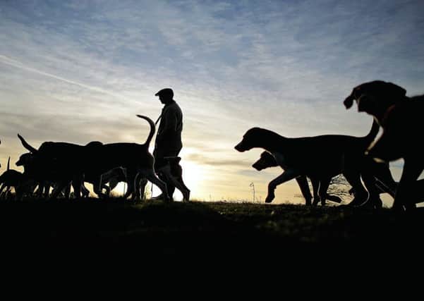 Evidence of packs of hounds chasing fox might make MPs think twice about copying Scottish law. Picture: Getty Images