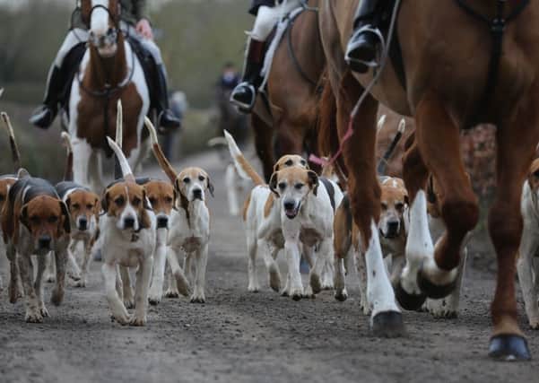 The destruction of foxes by packs of hounds is expressly forbidden. Picture: Getty