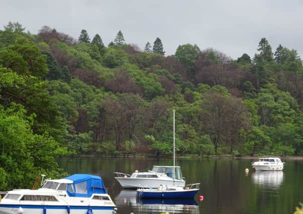 Inchtavannach Island on Loch Lomond, with the poisoned beech trees showing up as darker against the healthy green foliage canopy. Picture: Luss Estates