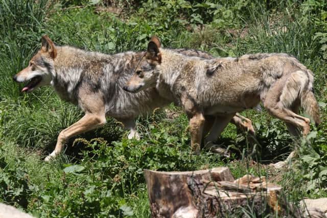 Wolves are one of the species being mentioned for reintroduction. Picture: AFP/Getty