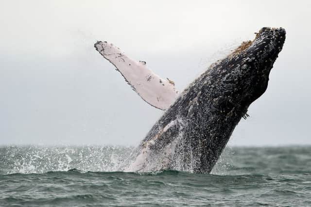 Whales are one of the suggested species that could be encouraged to establish themselves.