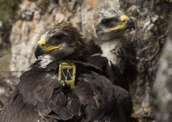 Golden eagle chicks usually come in pairs, but a set of triplets have been born against the odds in the Highlands. Picture: Getty Images