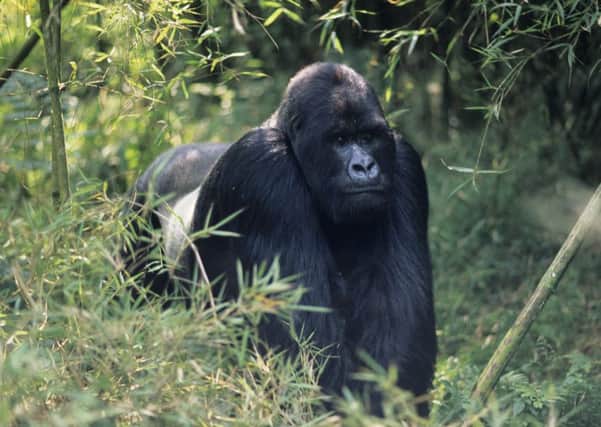 Mountain gorilla walking on all fours at Park du Volcanes, Rwanda. Picture: Getty