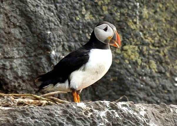 A study observed puffins for 30 years. Picture: Jane Barlow