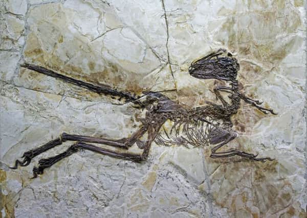 The preserved remains of Zhenyuanlong suni have been discovered in China. Picture: PA
