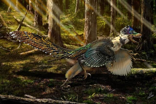How Zhenyuanlong suni would have looked. Picture: Chuang Zhao/University of Edinburgh