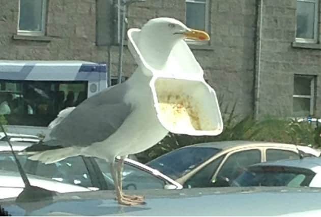 The seagull was spotted in Kittybrewster by locals who noticed its 'food bib'. Picture: Gail Sangster / Mearns Leader