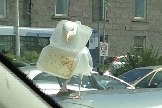 Gull-tea pleasure? This unfortunate seagull got a takeaway box stuck around his neck. Picture: Gail Sangster/Mearns Leader