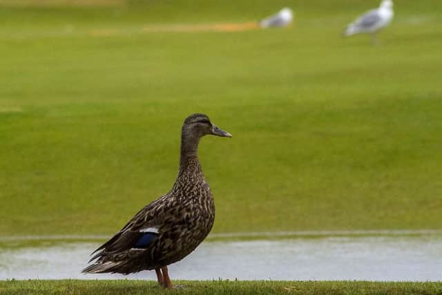 Plenty of Birdies on the Old Course...and it's good weather for ducks. Picture: SNS