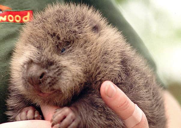 The Scottish Beaver Trial is looking to reintroduce beavers back into the UK. Picture: PA