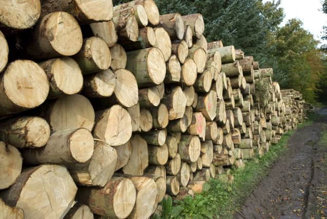 There is concern about the scale of illegal logging in Romanian forests. Picture: TSPL