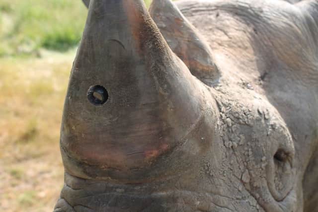 A rhino complete with horn cam. Picture: PA