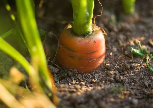 Gardening may contribute to a significant extent to a healthy lifestyle. Picture: PA
