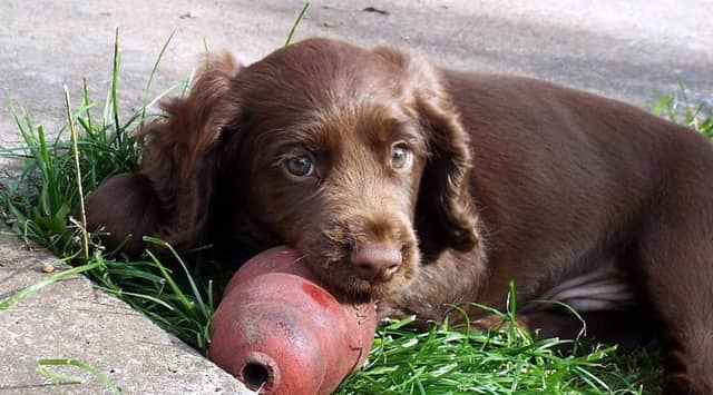 Cino the cocker spaniel, who managed to bring police rushing to his owner's B&B. Picture: Jillian Merrouche