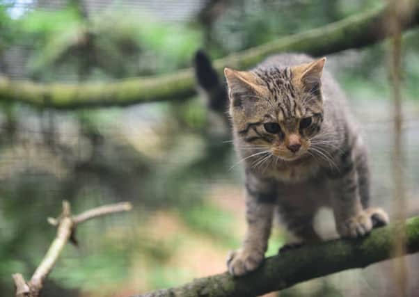The Highland Wildlife Park have welcomed three wildcat kittens. Picture: RZSS