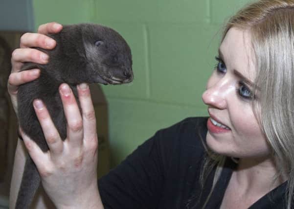 Ripple, a three week old otter cub who was found in a car park after severe flooding. Picture: PA