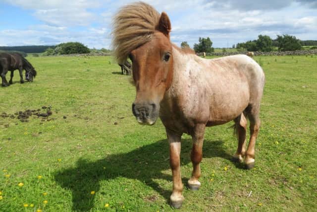 Freddie, one of the 27 Shetland ponies which an animal welfare charity are trying to rehome. Picture: PA