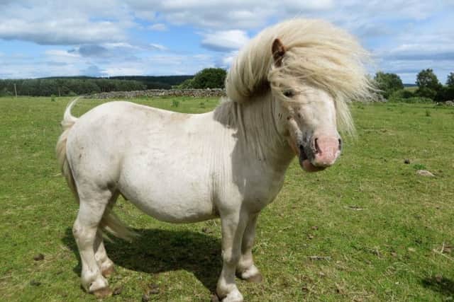 Cookie, one of the 27 Shetland ponies which an animal welfare charity are trying to re-home. Picture: PA