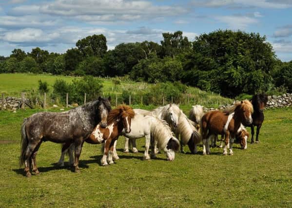 Some of the 27 Shetland ponies that the Scottish SPCA is trying to re-home. Picture: PA