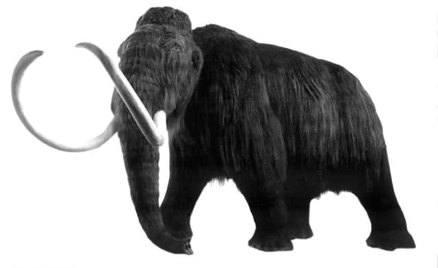Hunting and habitat destruction by humans only delivered the death blow to mammoths
