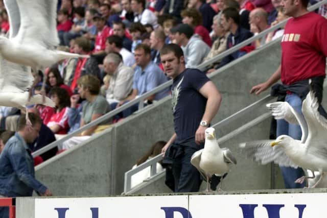 Aberdeen fans have been complaining about the seagulls. Picture: Robert Perry
