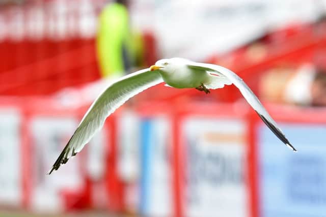 Aberdeen FC have been plagued by seagull at Pittodrie. Picture: SNS