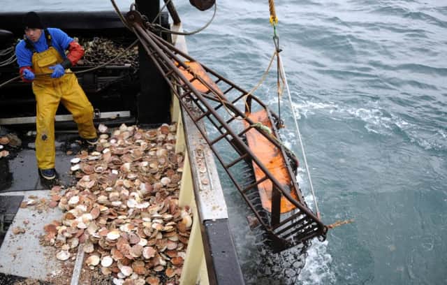 Critics say the marine protected area would have an impact on scallop dredging.   Picture: Getty