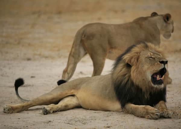 The much-loved Zimbabwean lion, Cecil, which was allegedly killed by an American tourist on a hunt using a bow and arrow. Picture: AFP/Getty Images