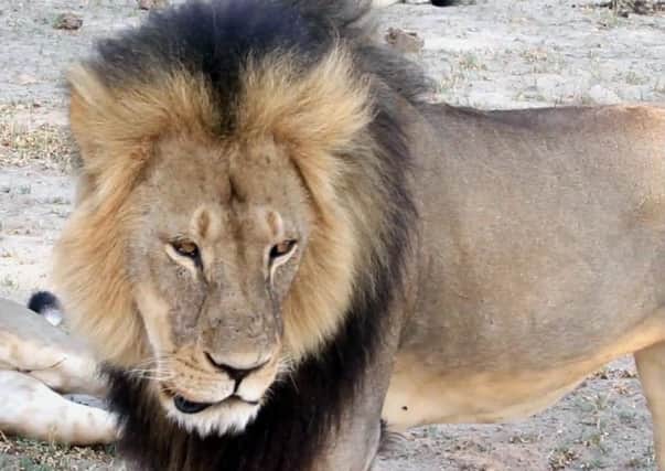 A file photo of Cecil the lion, who was reportedly killed by US dentist Walter Palmer. Picture: AP