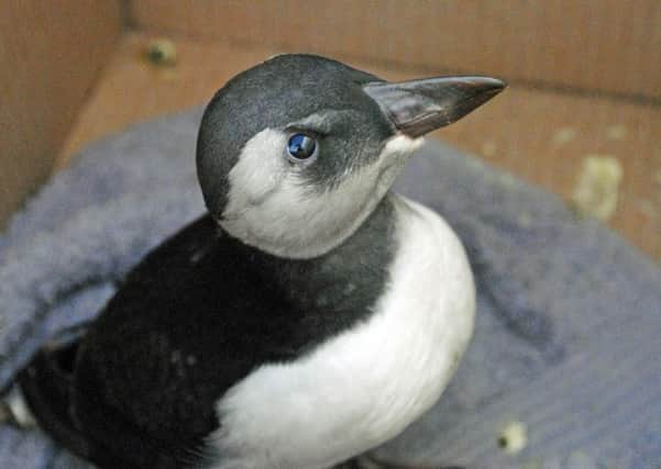 Polly the puffling was rescued from a North Berwick garden. Picture: Scottish Seabird Centre