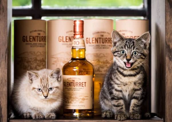 The Famous Grouse Experience two new cats, Glen and Turret. Picture: Fraser Band