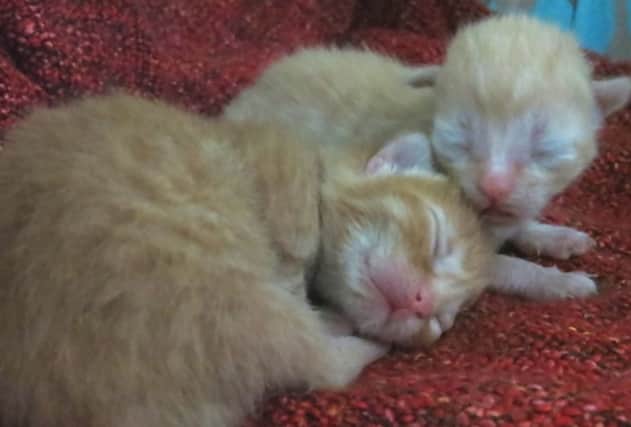 The two surviving kittens. Picture: Scottish SPCA