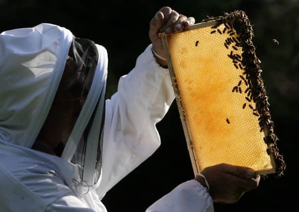 A beekeeper tends to a colony. Bad weather is threatening Scottish bees with starvation, expert say. Picture: Getty