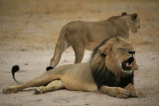 Cecil the lion was shot and killed by a US dentist. Picture: AFP/Getty