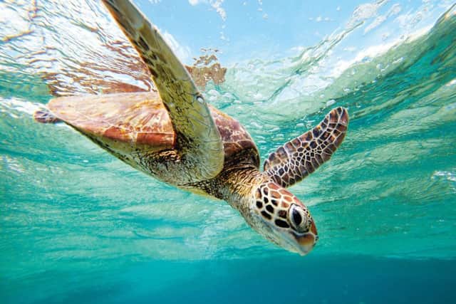You can swim with turtles on Queensland's Great Barrier Reef. Picture: Darren Jew
