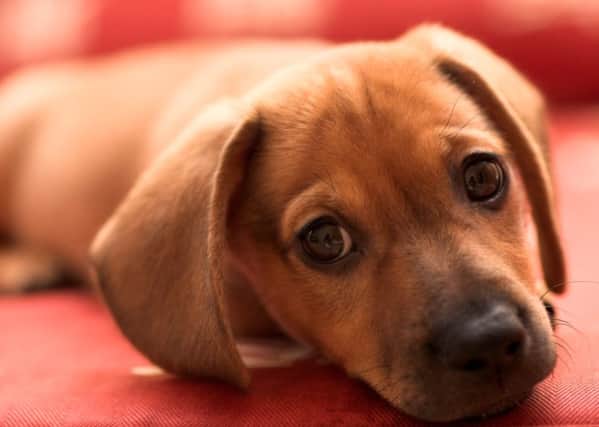 One in three petowning couples worry that custody of their animals would be a difficult issue in the event of a breakup. Picture: Getty