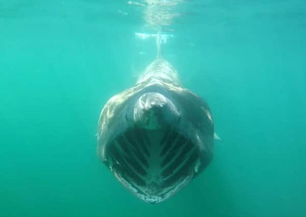 Underwater shot of a basking shark off the West Coast of Scotland. Picture: Hemedia