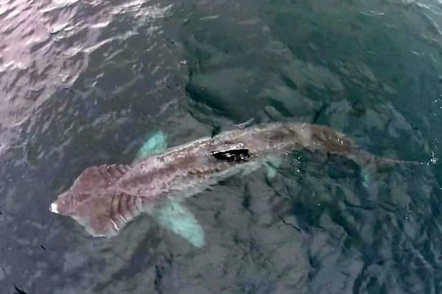 A drone was used to get aerial photos of the sharks. Picture: Hemedia