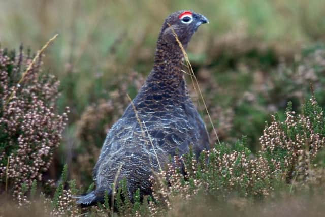 the relentless cold and wet weather that has resulted in poor breeding and high chick mortality. Picture: TSPL