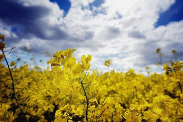 Farmers south of the Border will still seek to maximise yields of rape seed using GM technology. Picture: Getty