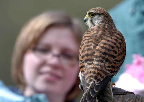 Kestrels are breeding more successfully than ever in Scotland thanks to the work of conservationists and gamekeepers. Picture: TSPL