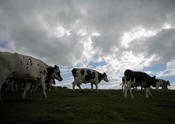 Many farmers across Britain being crippled by the crash in milk prices. Picture: Getty