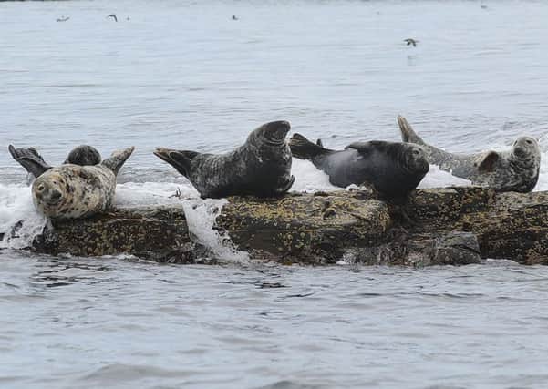 Seals are among the amimals to be better protected from green energy developments. Picture: Kimberley Powell