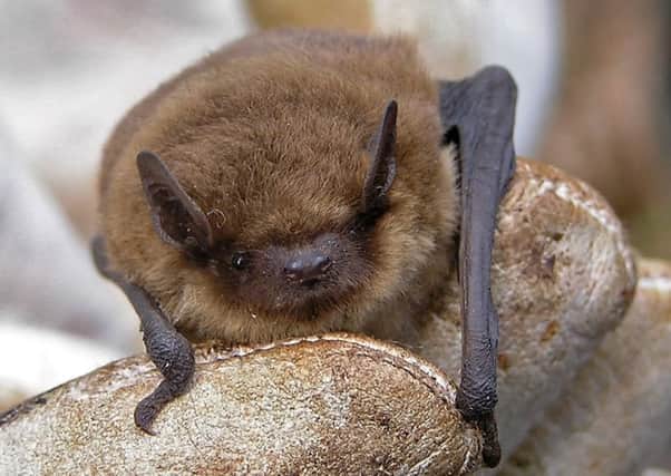 More than 500 pipistrelle soprano bats have taken residence in a hydro power plant in the Highlands. Picture: Flickr